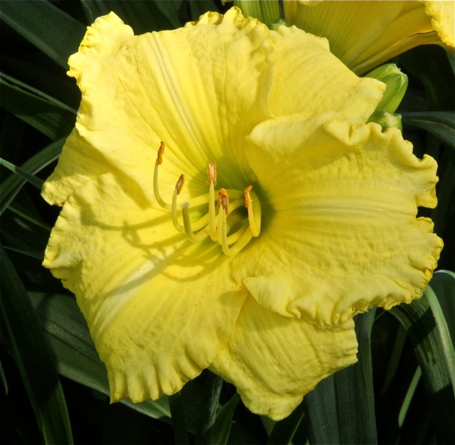 200713bbcut-swedelilies3