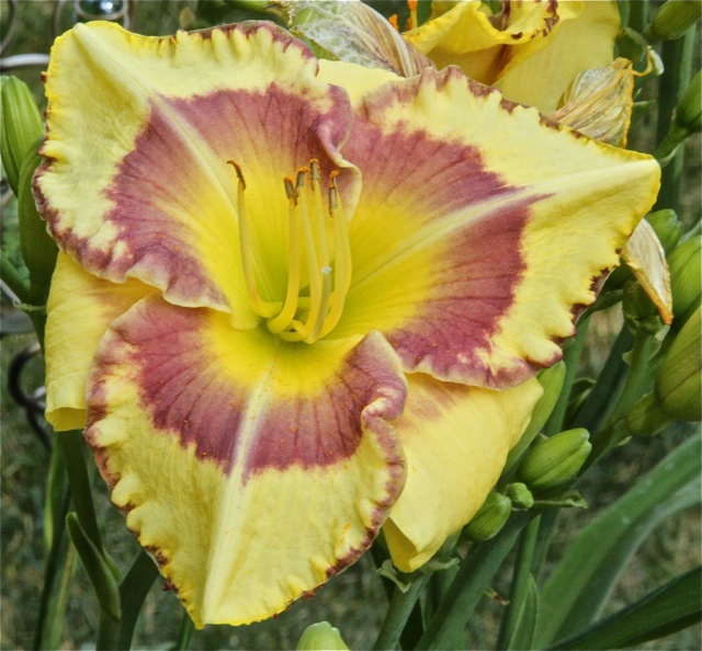 200713bbcut-swedelilies5