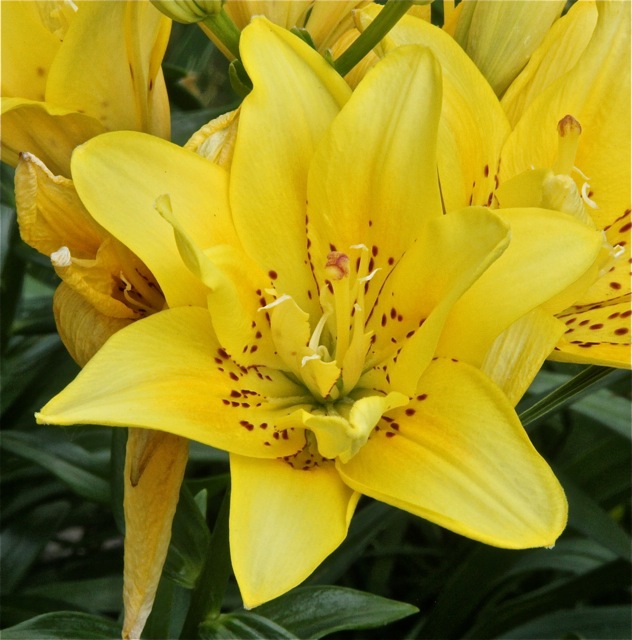 200713bbcut-swedelilies6