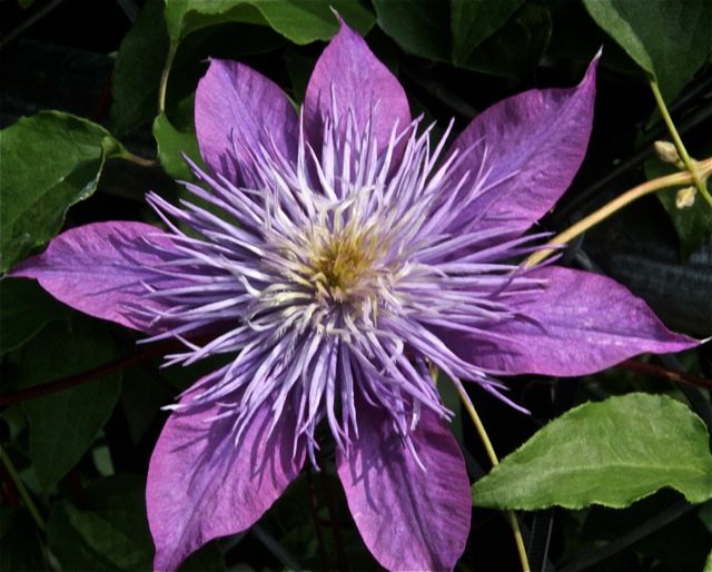 200713bbcut-swedelilies8