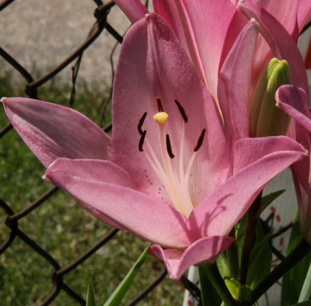 200713bbcut-swedelilies9