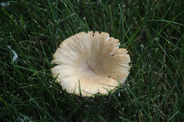 200721bbcut-swedepics2