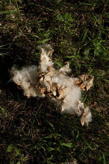 200721bbcut-swedepics3