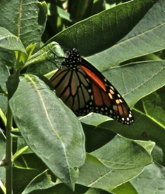 200721bbcut-swedepics6