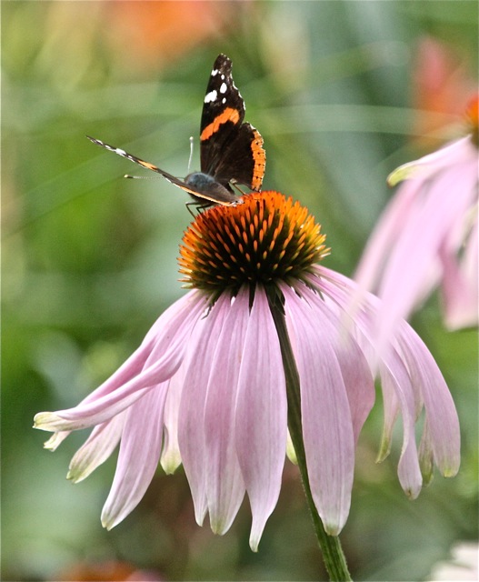 200721bbcut-swedepics8