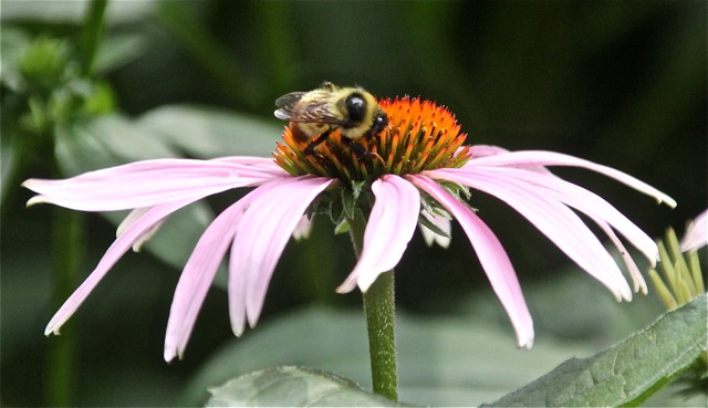 200721bbcut-swedepics9