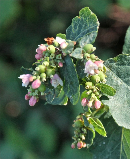 200826bbcut-prairie10