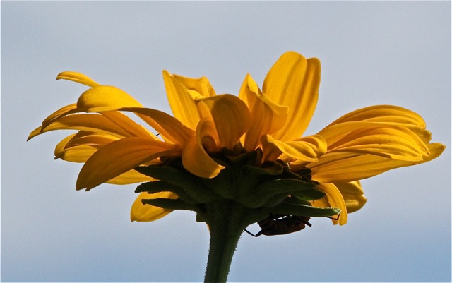 200826bbcut-prairie11