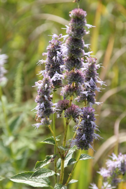 200826bbcut-prairie7