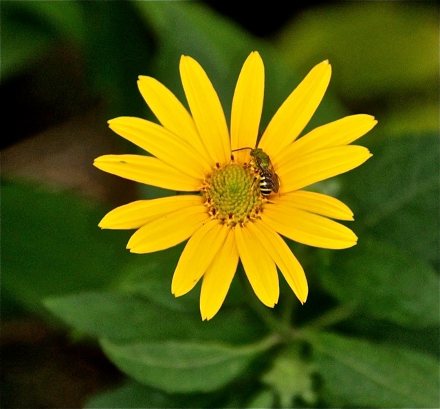 200826bbcut-prairie9