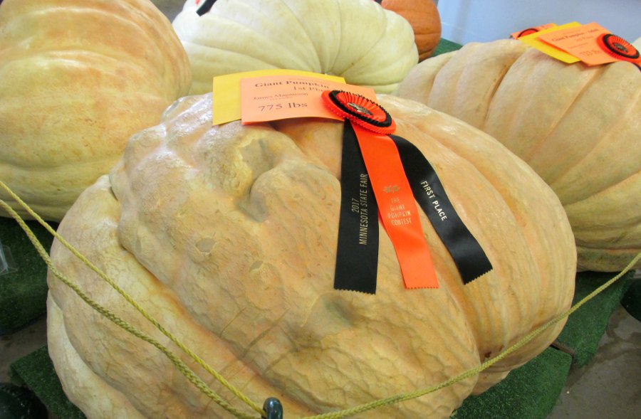 Big Stuff - Big Pumpkins