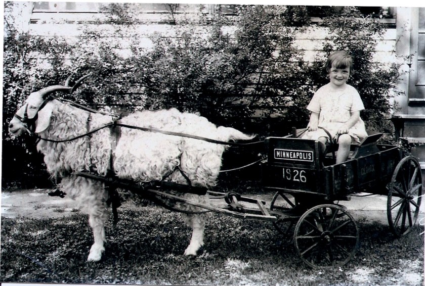 Girl, goat cart, s. mpls.