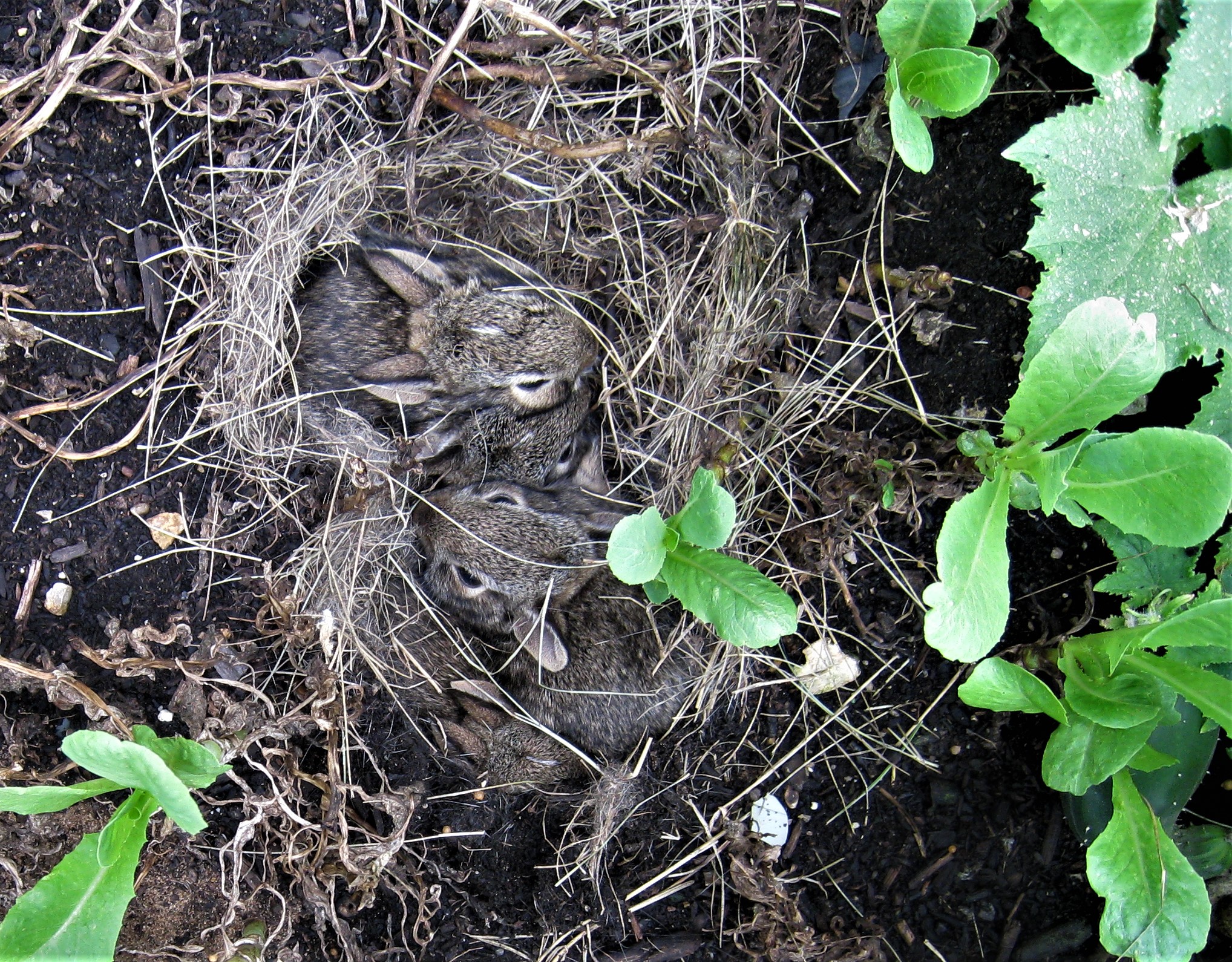 220829bbcut-bunnies2